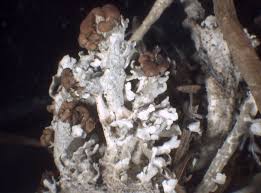 Attēlu rezultāti vaicājumam “Cladonia phyllophora”