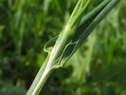 Attēlu rezultāti vaicājumam “Poa palustris leaf”
