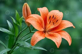 Attēlu rezultāti vaicājumam “Lilium lancifolium bud”