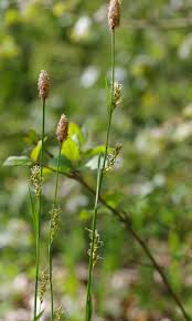 Attēlu rezultāti vaicājumam “Carex pilosa”