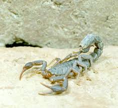 Attēlu rezultāti vaicājumam “Arachnida”