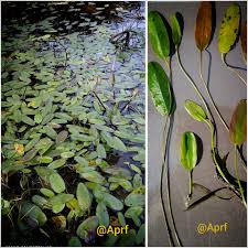 Attēlu rezultāti vaicājumam “Potamogeton natans leaf”