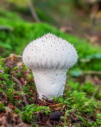 Attēlu rezultāti vaicājumam “Lycoperdon perlatum”