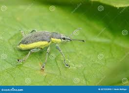 Attēlu rezultāti vaicājumam “Chlorophanus viridis”