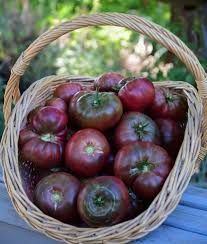 Afbeeldingsresultaat voor 1884 purple tomato