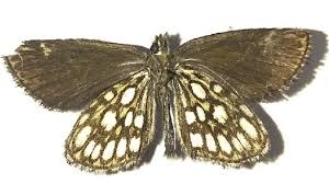 Attēlu rezultāti vaicājumam “Heteropterus morpheus”