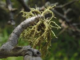 Attēlu rezultāti vaicājumam “Usnea hirta”