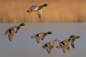 Attēlu rezultāti vaicājumam “Anas platyrhynchos”