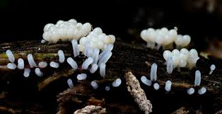 Attēlu rezultāti vaicājumam “Stemonitopsis typhina stalked”