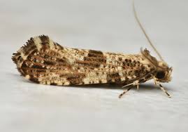 Attēlu rezultāti vaicājumam “Morophaga choragella”