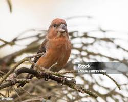 Attēlu rezultāti vaicājumam “Loxia pytyopsittacus male”