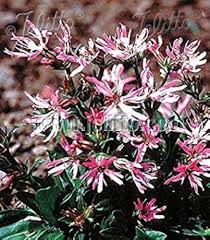 Attēlu rezultāti vaicājumam “Lychnis flos-cuculi flower”