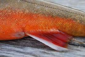Image result for Salvelinus alpinus