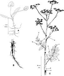 Attēlu rezultāti vaicājumam “Pastinaca sativa subsp. sylvestris leaf”
