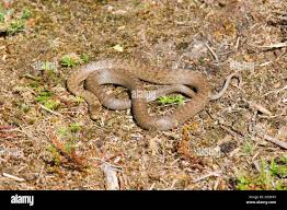 Attēlu rezultāti vaicājumam “Coronella austriaca adult”