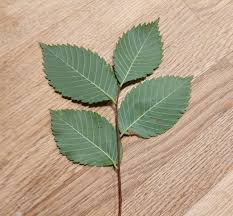 Attēlu rezultāti vaicājumam “Ulmus laevis”