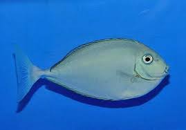 Image result for Naso hexacanthus