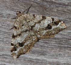 Attēlu rezultāti vaicājumam “Macaria signaria”