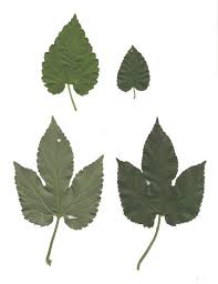 Attēlu rezultāti vaicājumam “Humulus lupulus leaf”