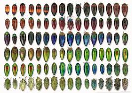 Attēlu rezultāti vaicājumam “Buprestidae”