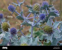 Attēlu rezultāti vaicājumam “Eryngium maritimum bud”