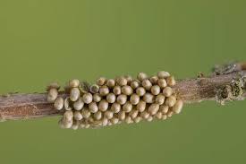 Attēlu rezultāti vaicājumam “Saturnia pavonia eggs”