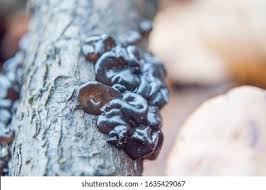 Attēlu rezultāti vaicājumam “Exidia repanda”