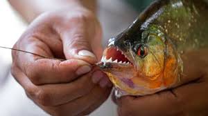 Image result for Prestatyn Piranhas