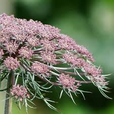 Attēlu rezultāti vaicājumam “Daucus carota subsp. carota”