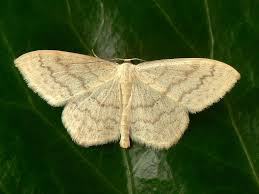 Attēlu rezultāti vaicājumam “Scopula floslactata”