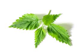 Attēlu rezultāti vaicājumam “Urtica urens leaf”