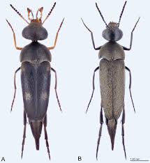 Attēlu rezultāti vaicājumam “Mordellidae”