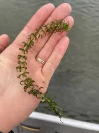 Attēlu rezultāti vaicājumam “Hydrilla verticillata”