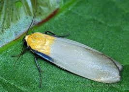 Attēlu rezultāti vaicājumam “Lithosia quadra male”