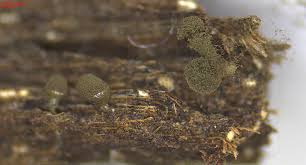 Attēlu rezultāti vaicājumam “Arcyria, Heterotrichia sp.”