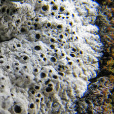 Attēlu rezultāti vaicājumam “Diachea muscorum spores”