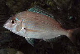 Image result for Stenotomus chrysops