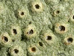 Attēlu rezultāti vaicājumam “Thelotrema lepadinum”