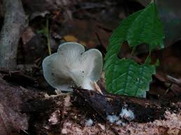 Attēlu rezultāti vaicājumam “Collybia sp.”