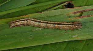 Attēlu rezultāti vaicājumam “Protodeltote pygarga”