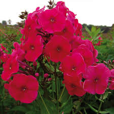 Attēlu rezultāti vaicājumam “Phlox paniculata”