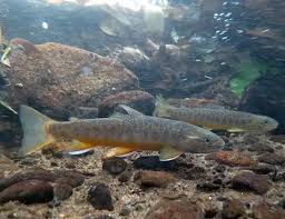 Image result for Salvelinus malma