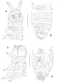 Attēlu rezultāti vaicājumam “Hypogastrura sp.”