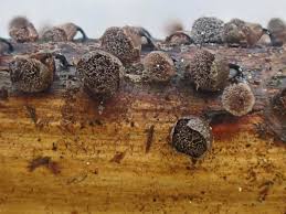 Attēlu rezultāti vaicājumam “Lamproderma ovoideum stalked”