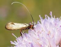 Attēlu rezultāti vaicājumam “Nemophora metallica”