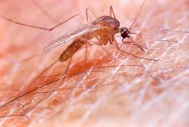 Attēlu rezultāti vaicājumam “Culex pipiens female”