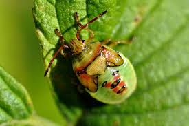 Attēlu rezultāti vaicājumam “Elasmostethus interstinctus imago”