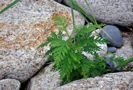 Image result for Artemisia gmelinii