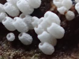 Attēlu rezultāti vaicājumam “Henningsomyces candidus”