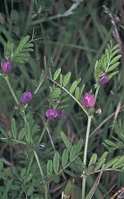 Attēlu rezultāti vaicājumam “Vicia angustifolia leaf”